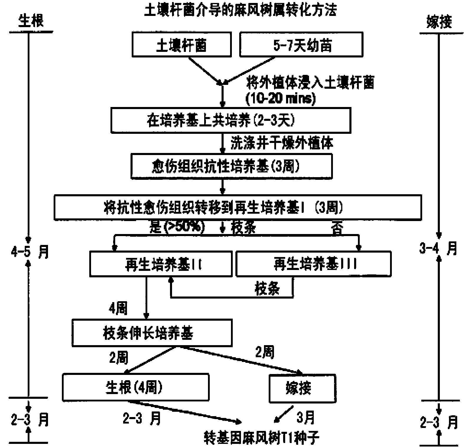 麻风树的遗传转化